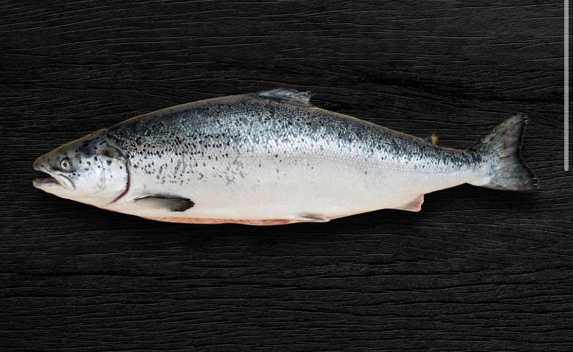 Whole Norwegian salmon (3/4)